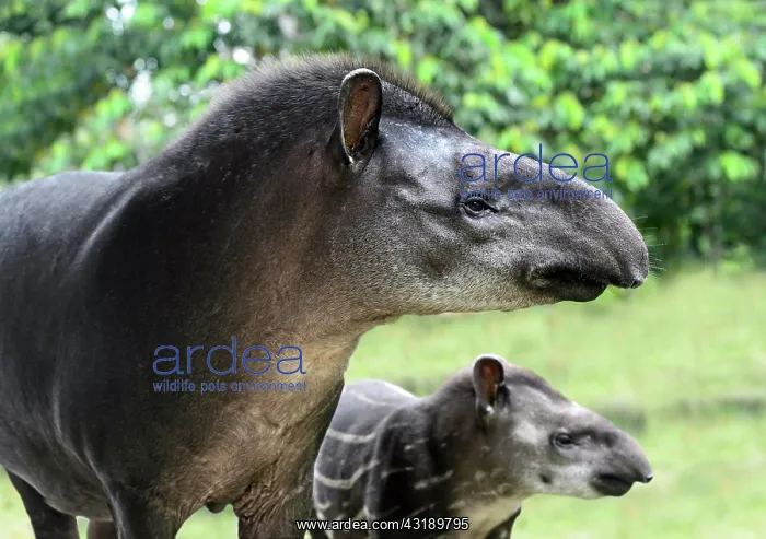 : South American tapir (Tapirus terrestris), female : South American tapir (Tapirus terrestris), female
