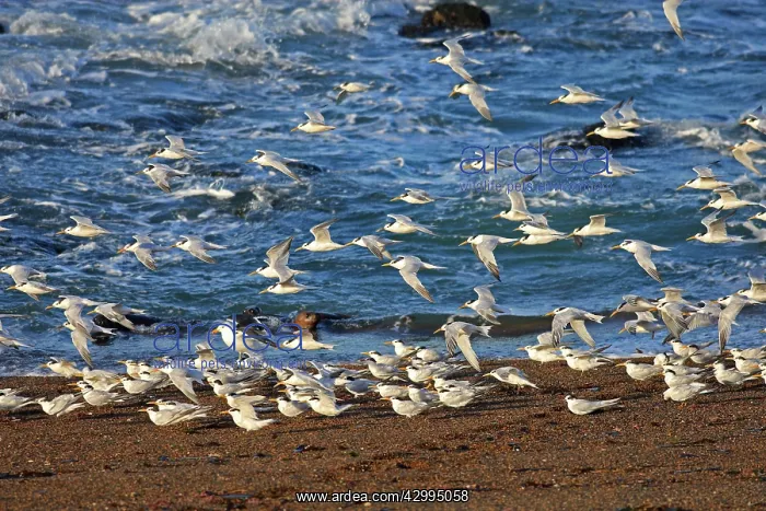 : South American Tern - in flight : South American Tern - in flight