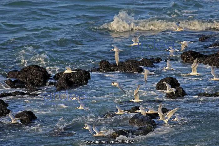 : South American Tern - in flight : South American Tern - in flight