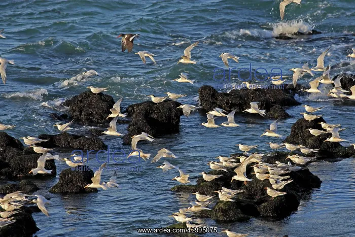 : South American Tern - in flight : South American Tern - in flight