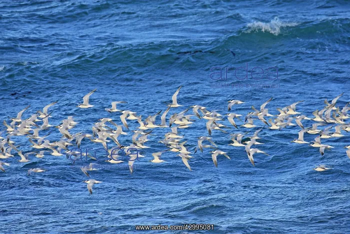 : South American Tern - in flight : South American Tern - in flight