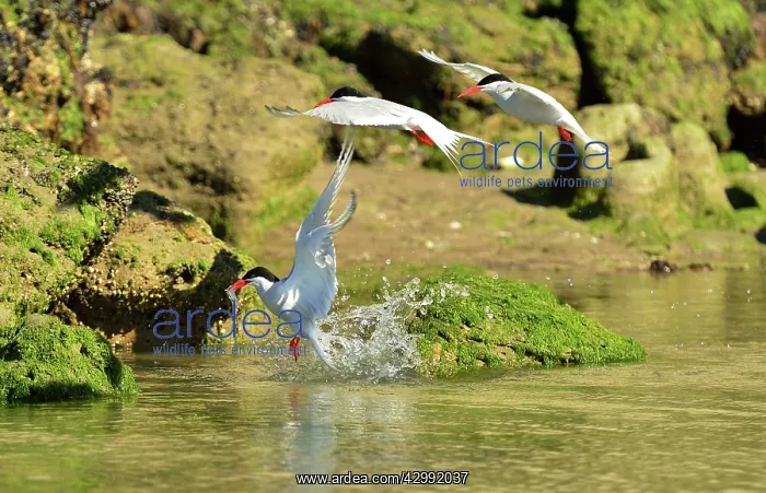 : South American Tern - in flight with fish prey : South American Tern - in flight with fish prey