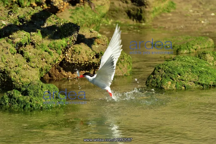 : South American Tern - in flight with fish prey : South American Tern - in flight with fish prey