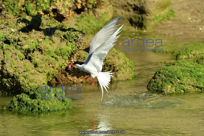 : South American Tern - in flight with fish prey : South American Tern - in flight with fish prey