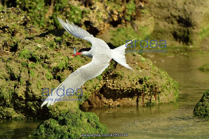 : South American Tern - in flight with fish prey : South American Tern - in flight with fish prey