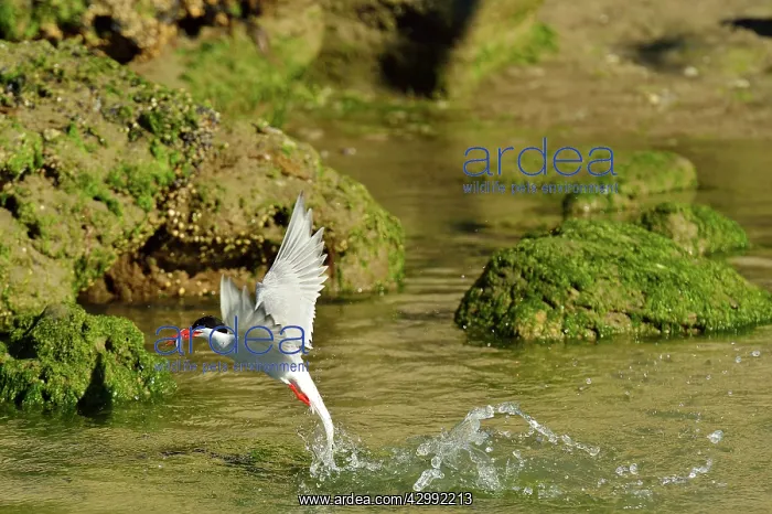 : South American Tern - in flight with fish prey : South American Tern - in flight with fish prey
