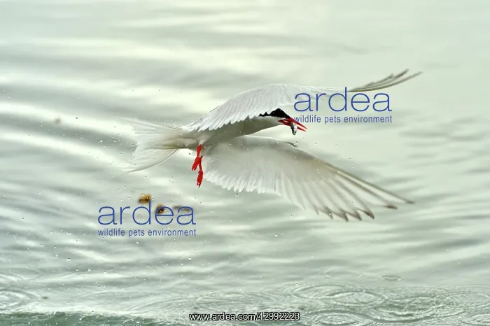 : South American Tern - in flight with fish prey : South American Tern - in flight with fish prey