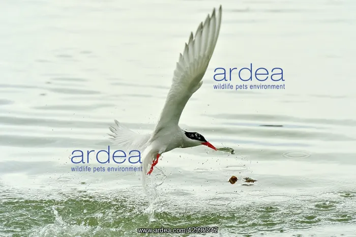 : South American Tern - in flight with fish prey : South American Tern - in flight with fish prey