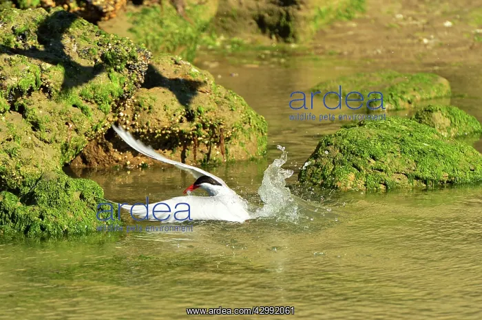 : South American Tern - in flight fishing : South American Tern - in flight fishing