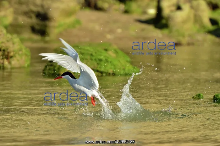 : South American Tern - in flight fishing : South American Tern - in flight fishing