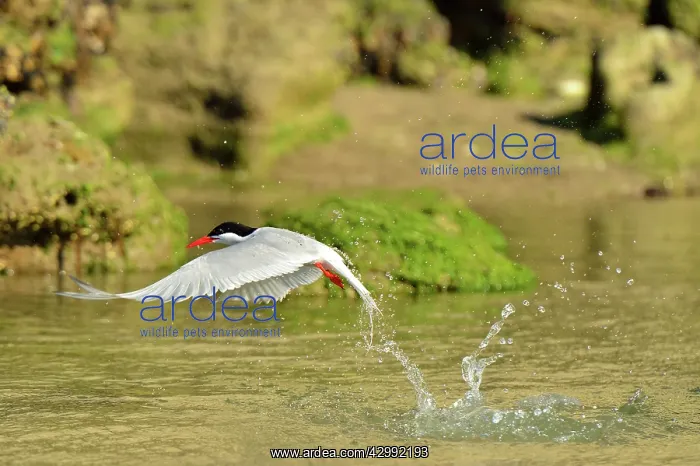 : South American Tern - in flight fishing : South American Tern - in flight fishing