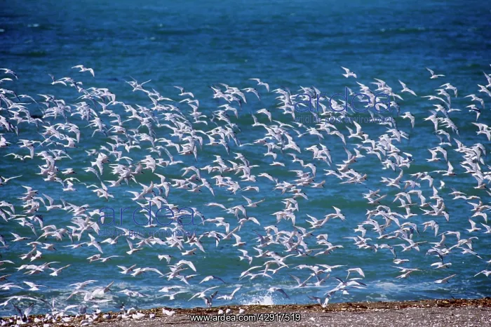 : South American Tern - flock in flight : South American Tern - flock in flight