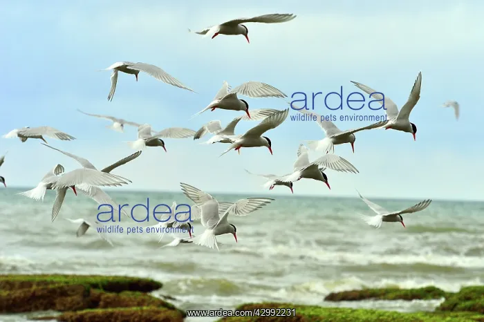 : South American Tern - group in flight : South American Tern - group in flight