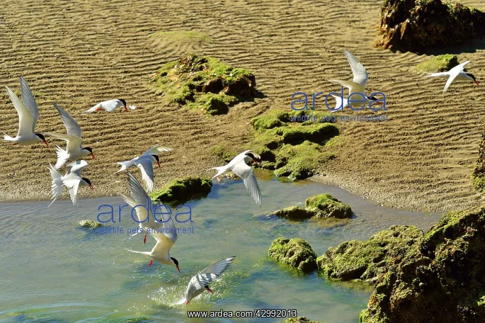 : South American Tern - group in flight fishing : South American Tern - group in flight fishing