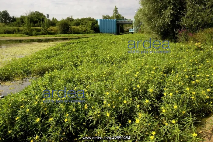 : South American Water Primrose - invading the River Cher : South American Water Primrose - invading the River Cher