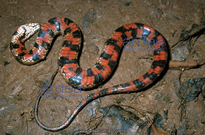 : South American Watersnake : South American Watersnake
