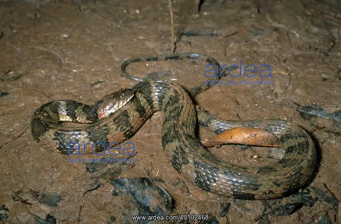 : South American Watersnake : South American Watersnake