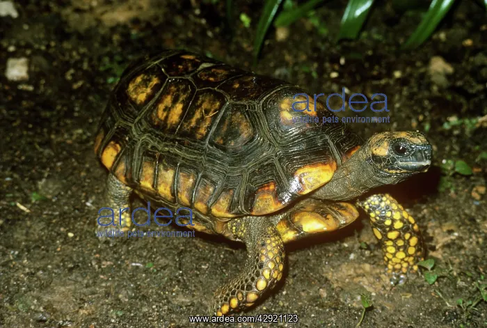 : South American Yellow-footed Tortoise / Morocoy Tortoise : South American Yellow-footed Tortoise / Morocoy Tortoise