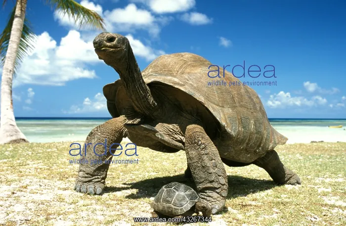 : South American Yellow-footed Tortoise and young : South American Yellow-footed Tortoise and young
