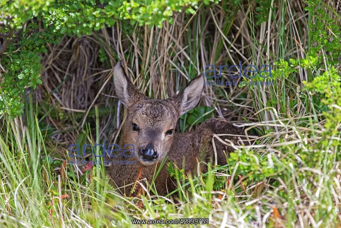 : South Andean Deer newborn : South Andean Deer newborn