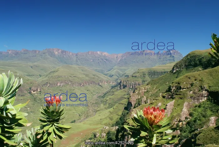 : SOUTH ARFICA Mountain scene with flowering Protea ruopeliae : SOUTH ARFICA Mountain scene with flowering Protea ruopeliae