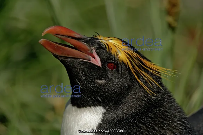 : South Atlantic Ocean, South Georgia Island : South Atlantic Ocean, South Georgia Island