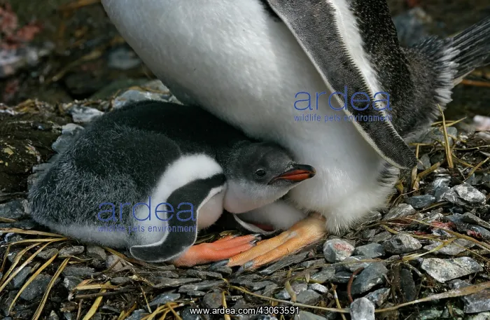 : South Atlantic Ocean, South Georgia Island : South Atlantic Ocean, South Georgia Island