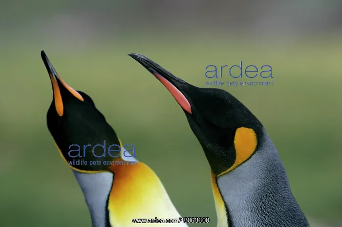 : South Atlantic Ocean, South Georgia Island : South Atlantic Ocean, South Georgia Island