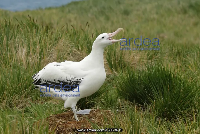 : South Atlantic Ocean, South Georgia Island : South Atlantic Ocean, South Georgia Island