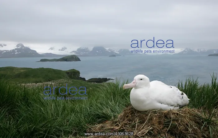 : South Atlantic Ocean, South Georgia Island