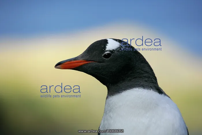: South Atlantic Ocean, South Georgia Island : South Atlantic Ocean, South Georgia Island