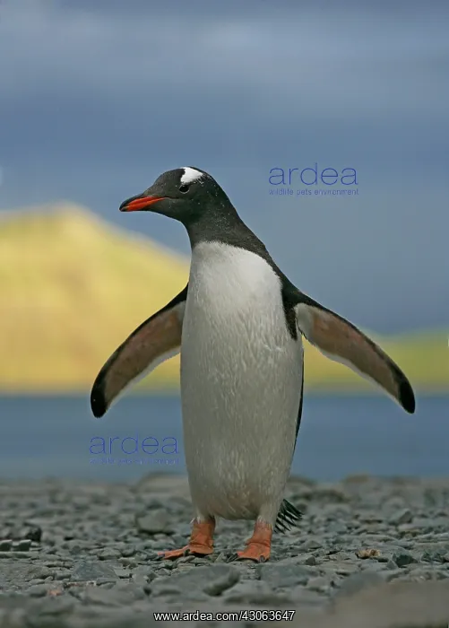 : South Atlantic Ocean, South Georgia Island : South Atlantic Ocean, South Georgia Island