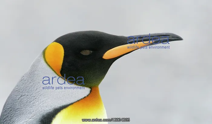 : South Atlantic Ocean, South Georgia Island : South Atlantic Ocean, South Georgia Island