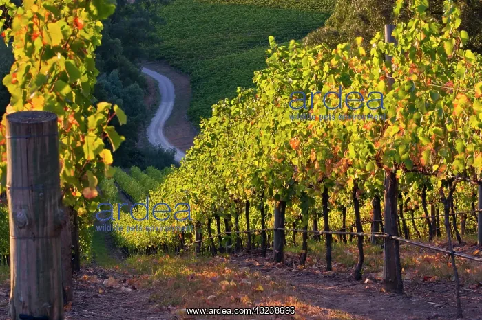  : South Australia, Adelaide Hills, Summertown