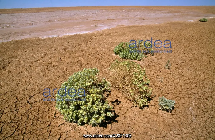 : South Australia - dry lake bed with Pop Saltbush : South Australia - dry lake bed with Pop Saltbush