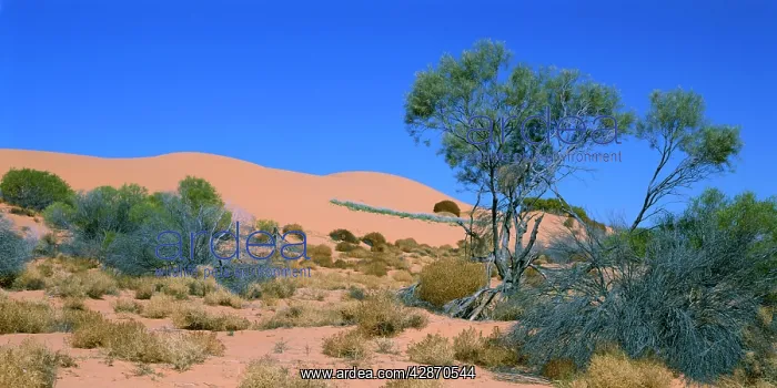 : South Australia - Sand dune and Mulga : South Australia - Sand dune and Mulga