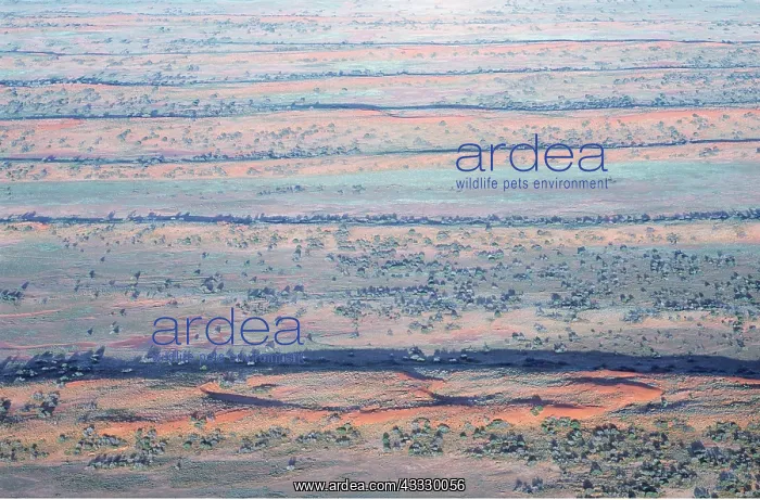 : South AUSTRALIA - Strzelecki desert - red longitudinal : South AUSTRALIA - Strzelecki desert - red longitudinal