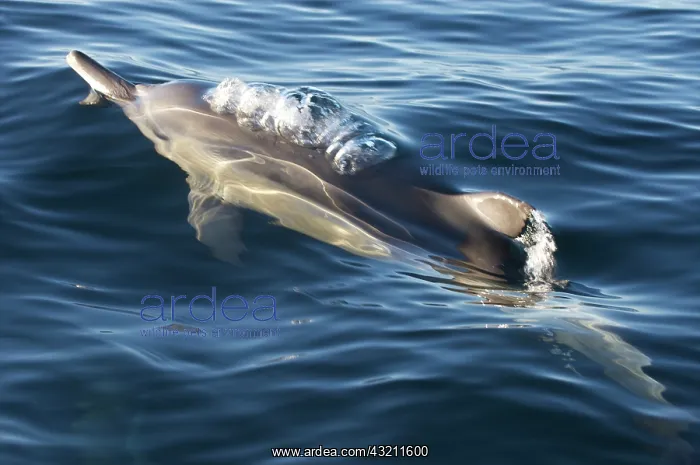 : South Cape Town. A bottlenose dolphin comes : South Cape Town. A bottlenose dolphin comes