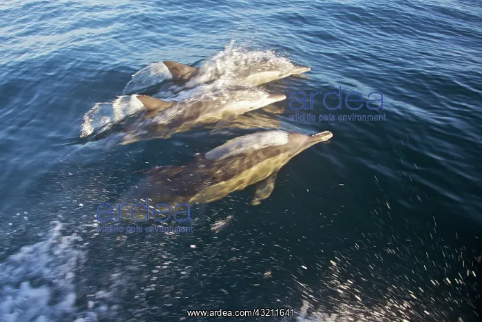: South Cape Town. Three bottlenose dolphins : South Cape Town. Three bottlenose dolphins