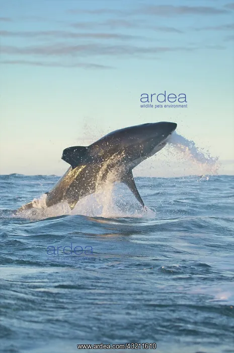 : South Cape Town. A great white shark propels : South Cape Town. A great white shark propels