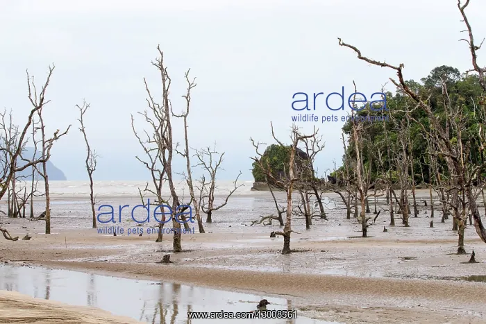 : South China Sea Beach : South China Sea Beach