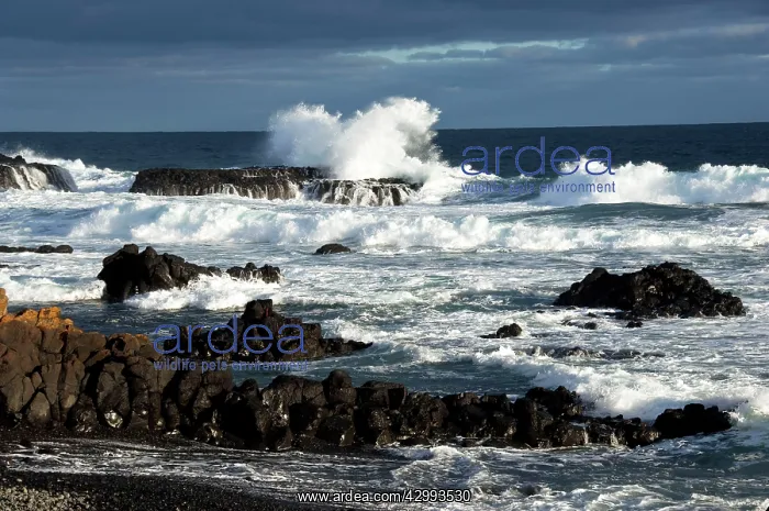 : South coast of Phillip Island where Little / Little Blue / F : South coast of Phillip Island where Little / Little Blue / F