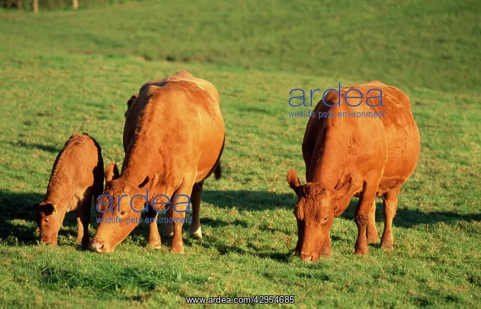  : South Devon Cattle - grazing