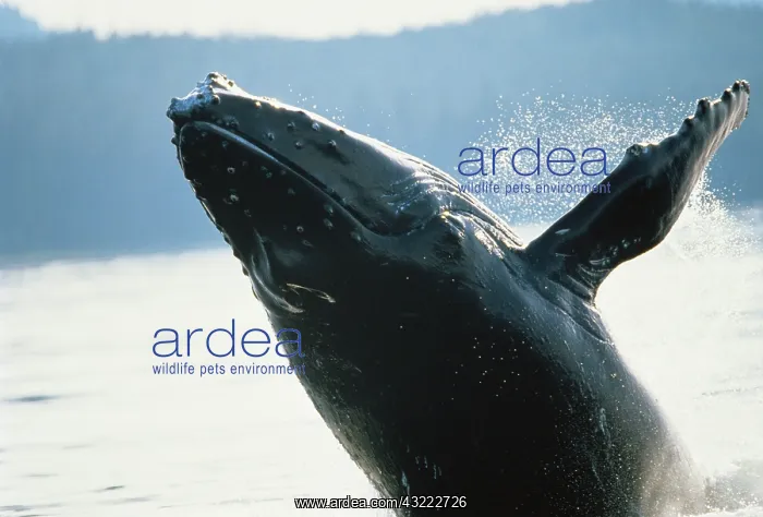 : South East Alaska, LeConte Glacier, Whale : South East Alaska, LeConte Glacier, Whale