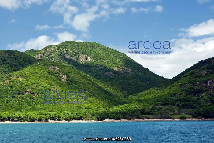 : South East Coast, Antigua, West Indies : South East Coast, Antigua, West Indies