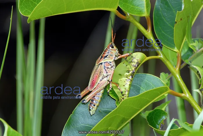 : South-eastern Lubber Grasshopper. Flightless : South-eastern Lubber Grasshopper. Flightless