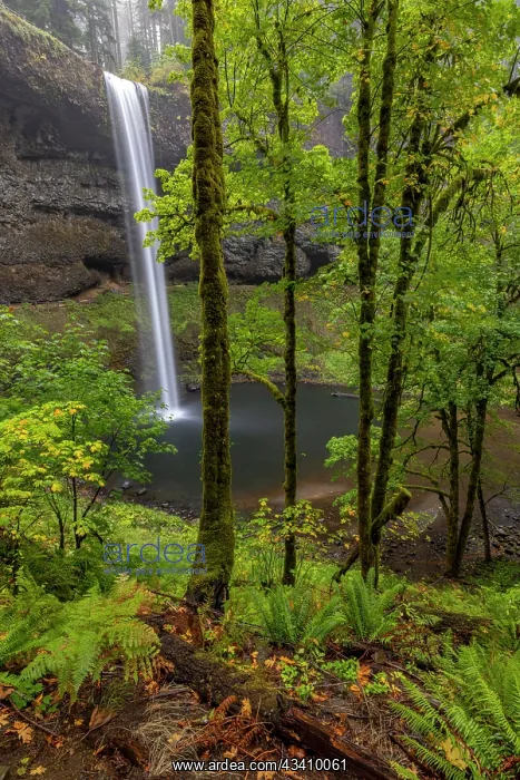 : South Falls at Silver Falls State Park near Sublimity : South Falls at Silver Falls State Park near Sublimity