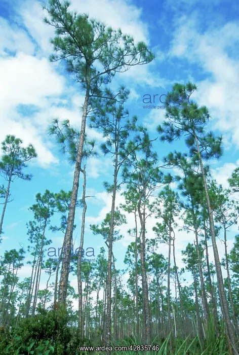 : South Florida Slash PINE - Everglades National Park : South Florida Slash PINE - Everglades National Park