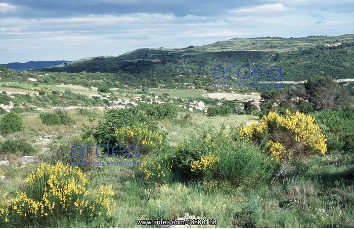 : South FRANCE - MINERVE, Languedoc : South FRANCE - MINERVE, Languedoc