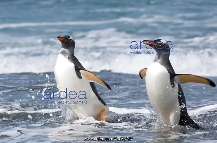 : South Georgia, Cooper Bay, Couple of Gentoo : South Georgia, Cooper Bay, Couple of Gentoo